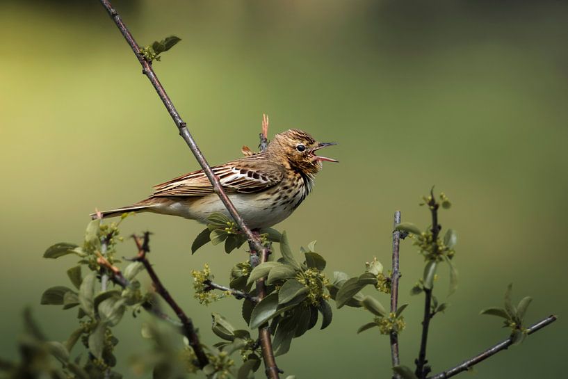 Baumpieper von Rob Rollenberg