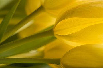 Frühling: Das Licht durch einen Strauß gelber Tulpen von Marjolijn van den Berg