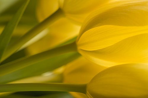 Printemps : La lumière à travers un bouquet de tulipes jaunes
