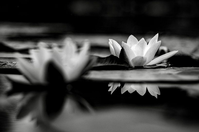 Waterlilies by Mario Creanza