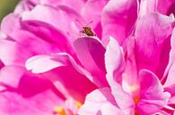 close-up van een klein insect op een paars-roze pioenroos van Marc Goldman thumbnail