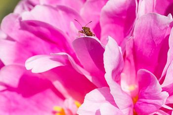 gros plan d'un petit insecte sur une pivoine rose