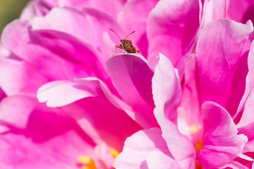 close-up van een klein insect op een paars-roze pioenroos van Marc Goldman