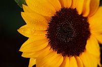 Zonnebloem Donker