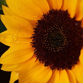 Zonnebloem Donker van Geert Groot