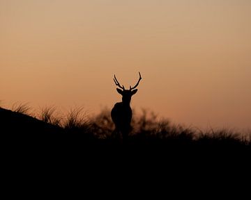 Deer against the setting sun by Patrick van Bakkum