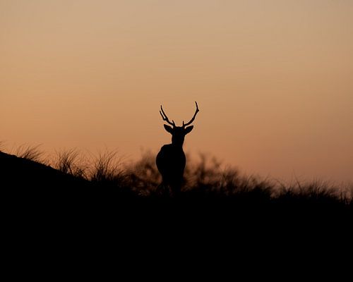 Cerf contre le soleil couchant