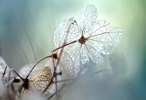 Histoire bleue