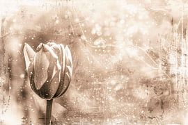 Minimalist sepia line drawing of tulip by Art & Soul Creations