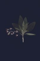 Vintage herbs