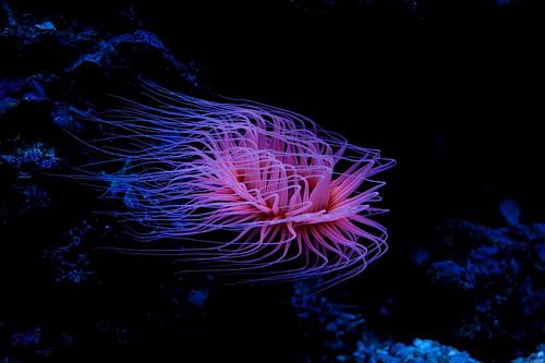 Anemone with bizarre colours