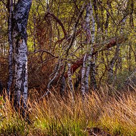 Groote Peel National Park von Rob Boon