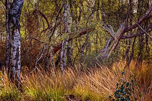 Groote Peel National Park