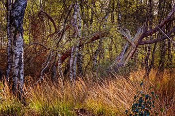 Groote Peel National Park by Rob Boon