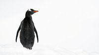 Gentoo Penguin in de witte sneeuw op Antarctica