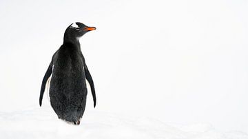 Gentoo Penguin in de witte sneeuw op Antarctica van RobJansenphotography