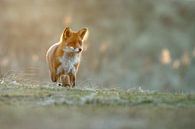 Red fox in nature von Menno Schaefer Miniaturansicht