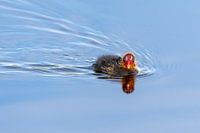 Jonge meerkoet