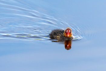 Young coot