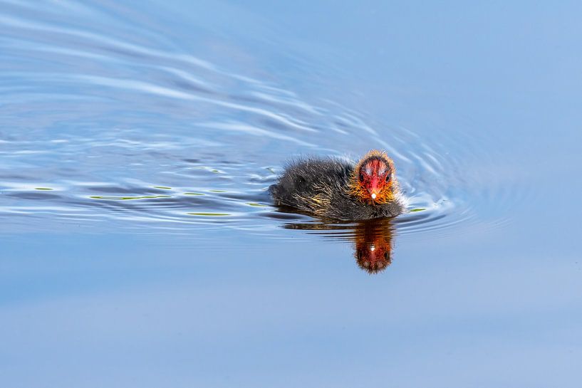 Young coot by Pieter van Marion