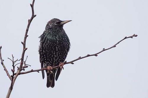 Spreeuw rustend op een tak