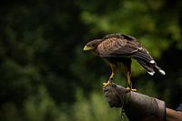 Desert Buzzard
