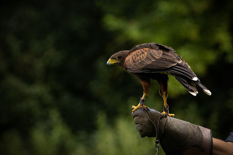 Desert Buzzard by Special Moments MvL