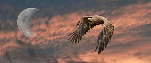 Een  panorama van een Europese Zeearend. De vogel vliegt tegen een dramatische oranje zwarte lucht m van Gea Veenstra