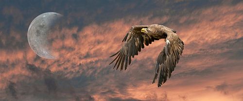 Un panorama d'un pygargue à queue blanche européen. L'oiseau vole dans un ciel dramatique orange noi