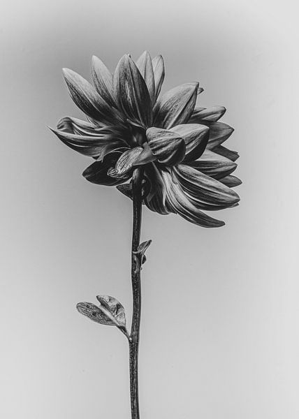 Photographie d'art  par Sander van Laar