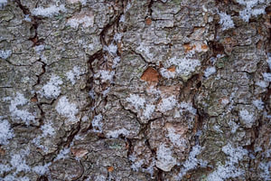 Alter Tannenbaumstamm mit Schnee