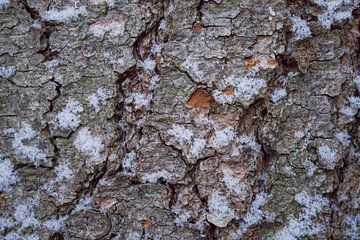 Oude dennenboomstam met sneeuw van Iris Holzer Richardson