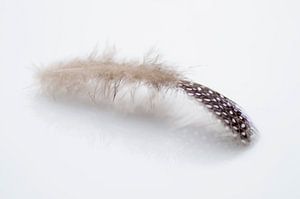 Feather 1 van Birgitte Bergman