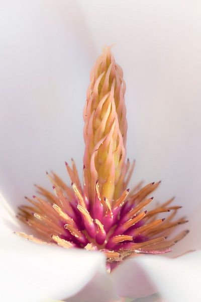 Lente - Volgroeide Magnolia van Jan van der Knaap