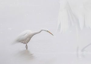 Rieger dans l'eau.