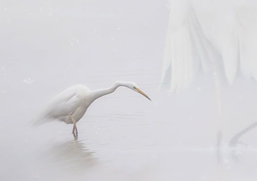 Rieger in het water.