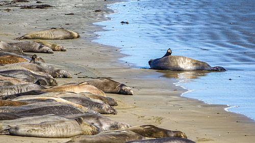 Zeeolifanten aan de kust van Californië, Verenigde Staten