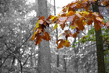 Herfst op de Veluwe van Robert Jan Smit