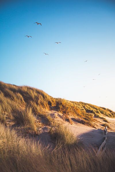 Oostkapelle dunes by Andy Troy