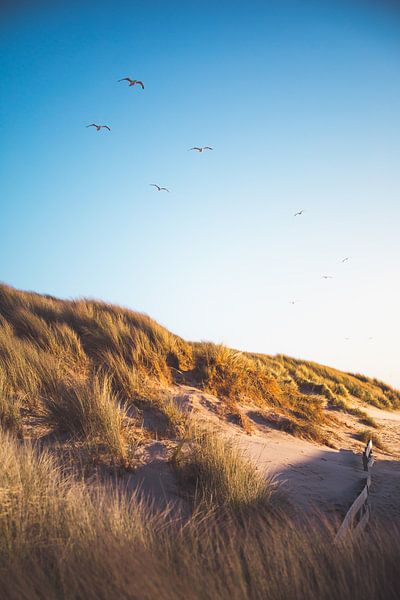 Dunes d'Oostkapelle par Andy Troy