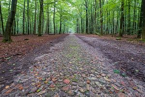 Keienpad boswachterij Gasselte in Drenthe van Evert Jan Luchies