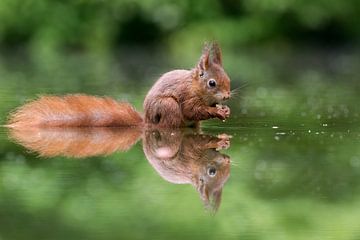 manger un écureuil avec de l'eau-de-vie sur gea strucks