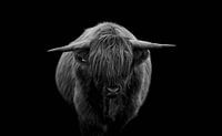 Scottish highland cattle on black background