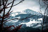 Sfeervol, besneeuwd Zwarte Woud bij Oberried