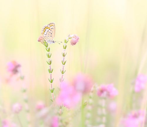 Heideblauwtje in de avond