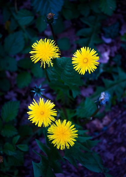Paardenbloemen van Hans Monasso