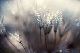 The forest by Thomas Dam