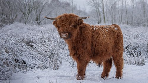 Schotse Hooglander in de winter...