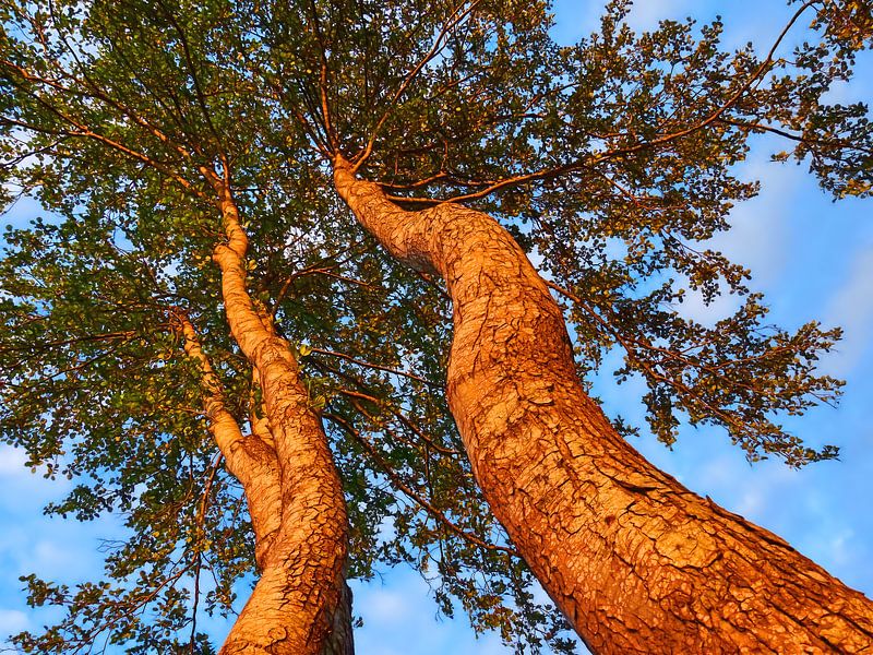 Hoge Bomen... (Elzenbomen in de avondzon) van Caroline Lichthart