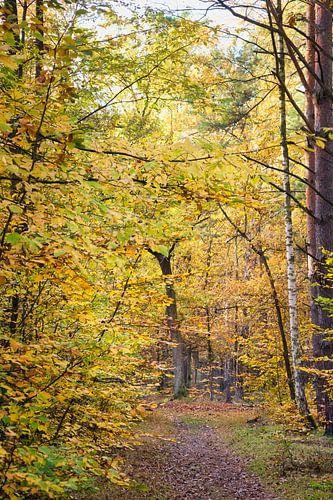 Schilderachtig herfstbospad met kleurrijk gebladerte en vallende bladeren.